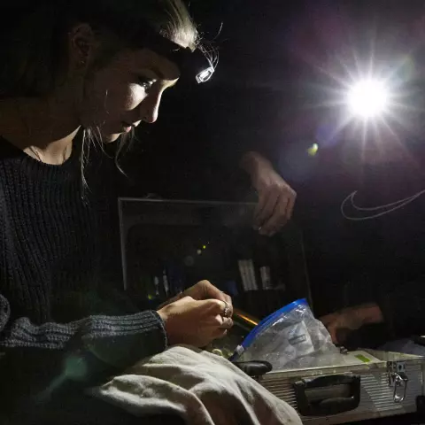Working with nocturnal raptors means working at night. Indeed, Barn Owl adults are active at night. Which means it is be