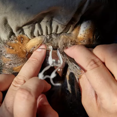 The GPS devices are attached, stably, on the owls’ backs. And the straps are then sewn. © Jeremy Bierer