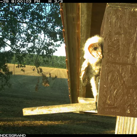 Diese kleine Schleiereule kann es kaum erwarten, endlich das Nest zu verlassen! © Barn owl research group