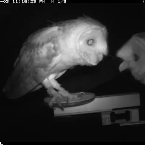 Schleiereulenpaar. © Barn owl research group