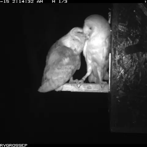 Un couple d’Effraies des clochers. © Barn owl research group